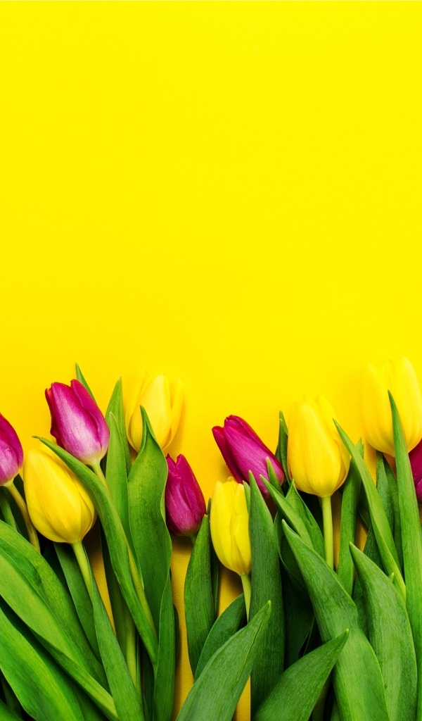 Букет тюльпанов на ярком желтом фоне