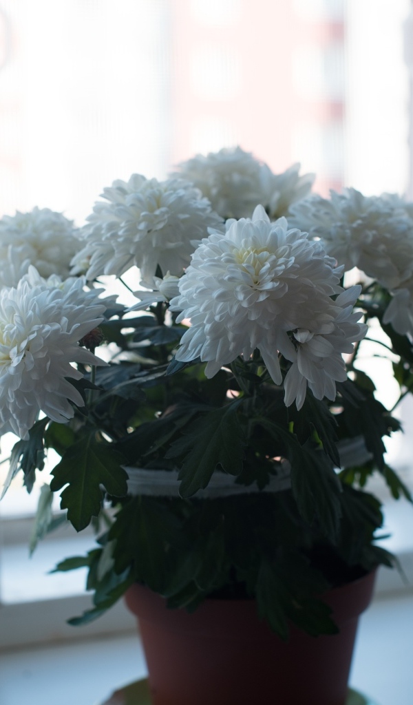 Букет белых хризантем на окне