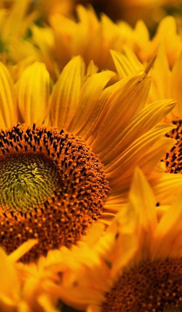 Букет из желтых цветов подсолнуха