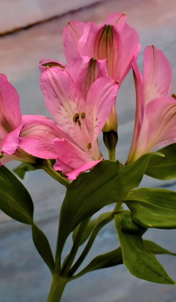 Ветка розовых цветов альстромерия