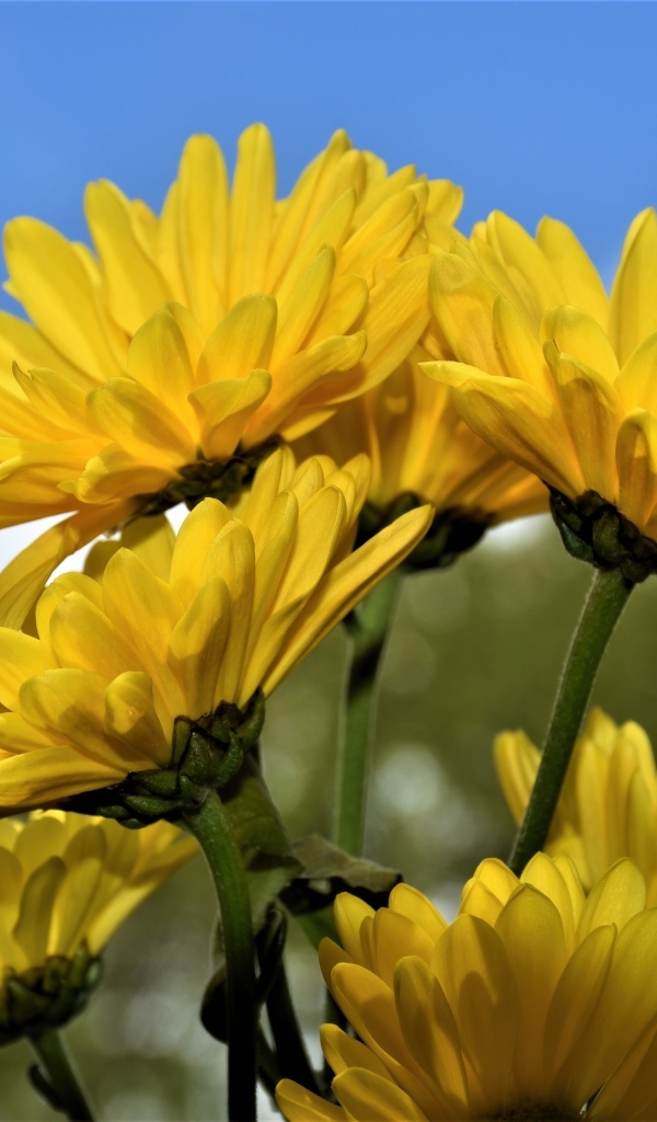 Ветка с желтыми цветами хризантемы