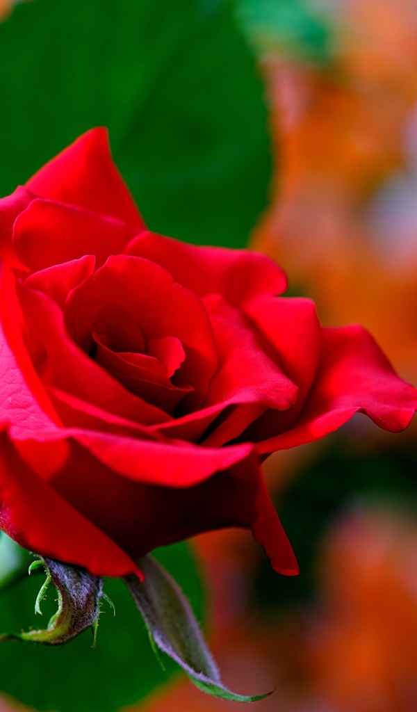 Яркая ароматная алая роза крупным планом