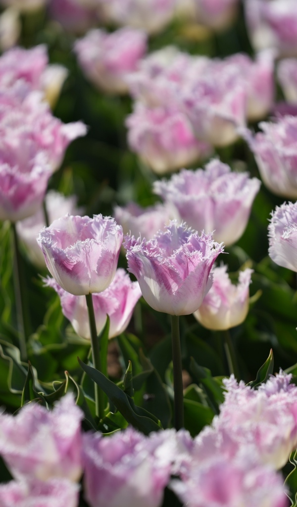 Яркие розовые тюльпаны на поле весной