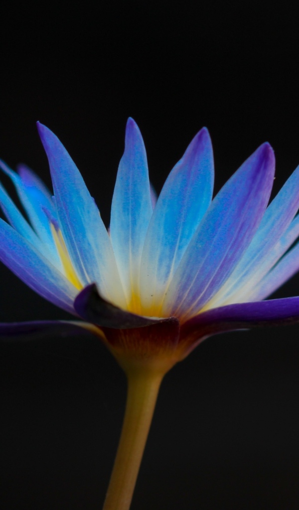 Яркий фиолетовый цветок лотоса на черном фоне