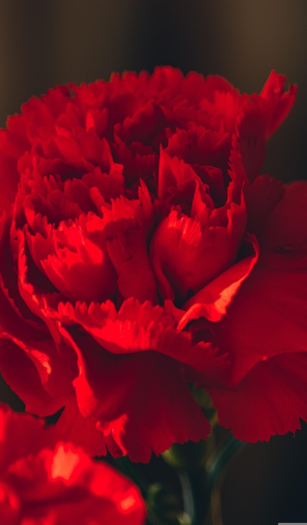 Яркие красные гвоздики крупным планом