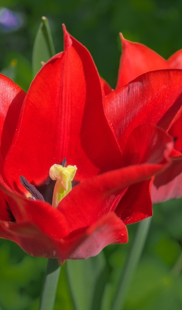 Яркие красные тюльпаны на клумбе