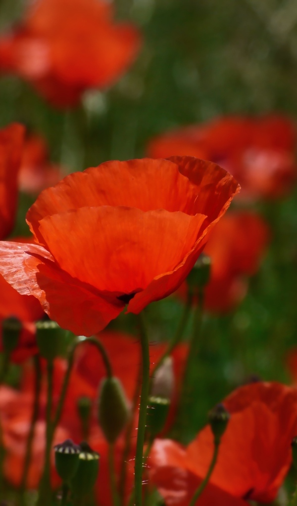 Яркий алый полевой мак в лучах солнца