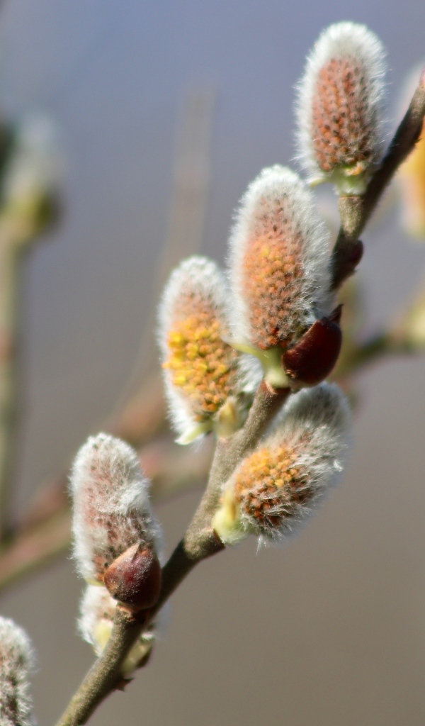 Бурая пушистая ветка вербы весной