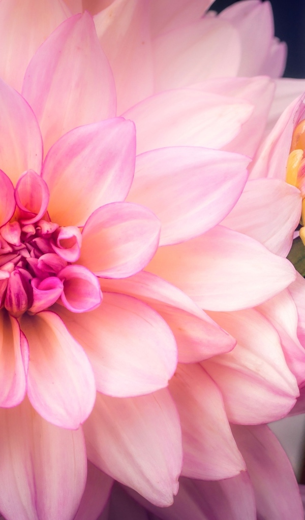 Бутон и распустившаяся георгина крупным планом