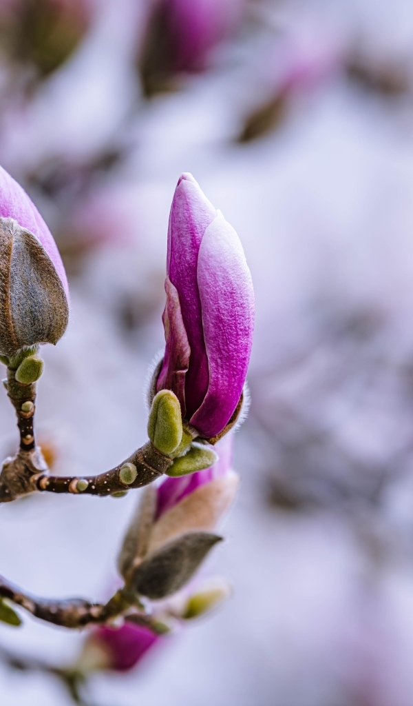 Бутоны цветов магнолии на ветке дерева