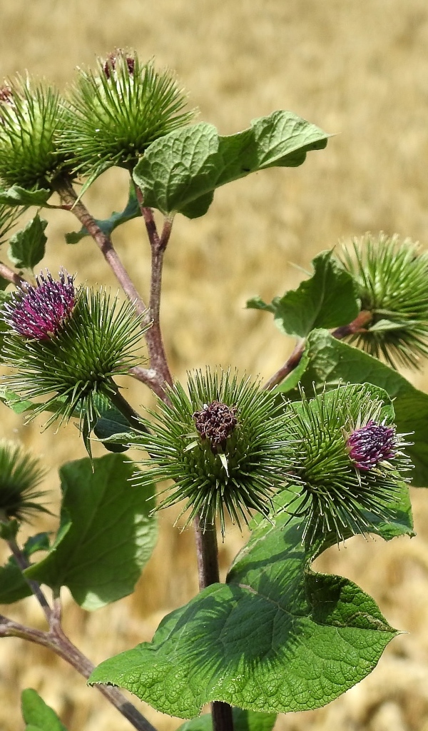 Цветы лопуха крупным планом