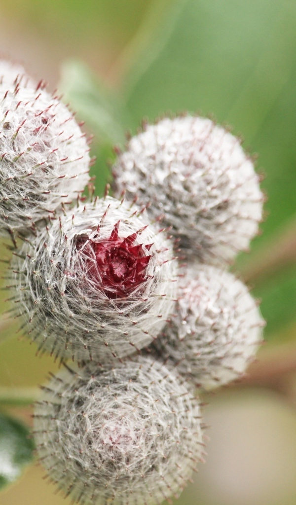 Цветы лопуха крупным планом