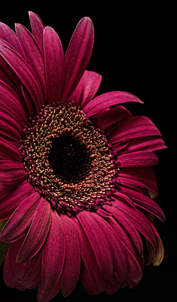 Бордовая гербера крупным планом на черном фоне