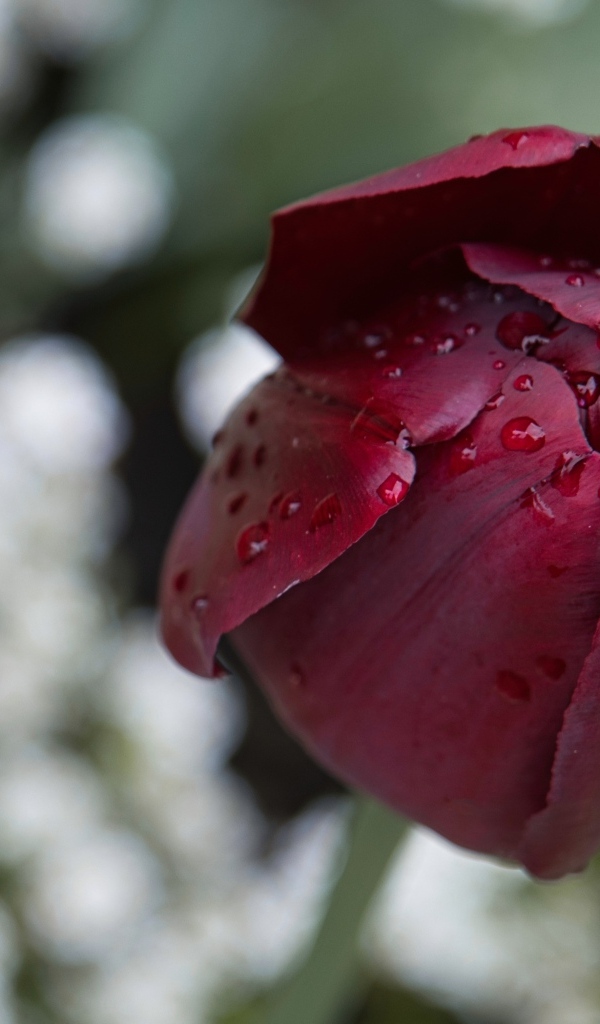 Бордовый тюльпан в каплях дождя