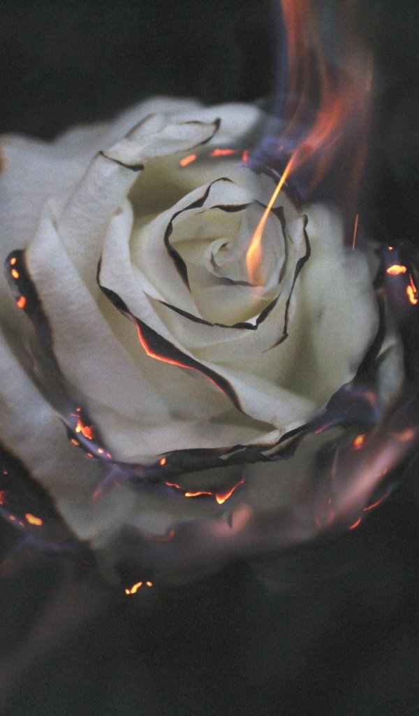 Опаленные лепестки белой розы