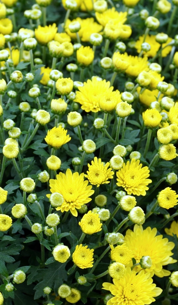 Куст распускающихся желтых цветов хризантемы