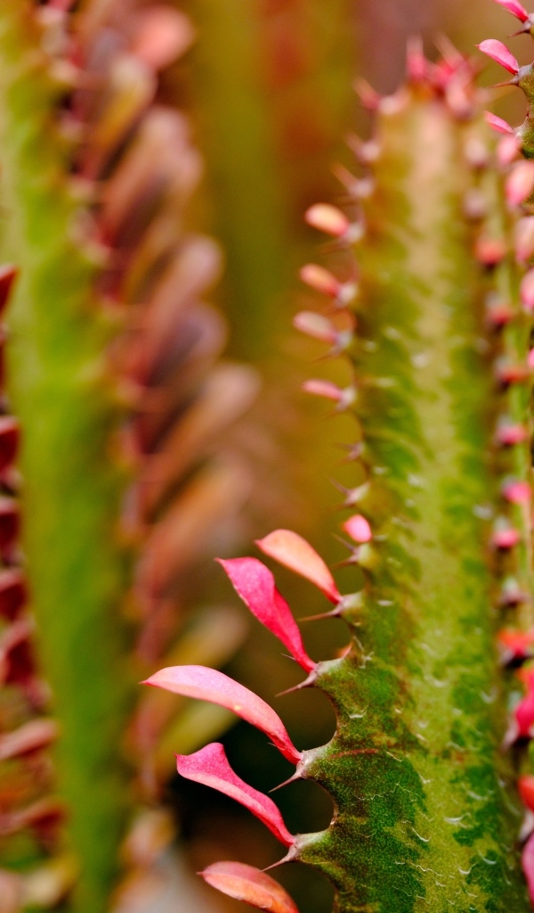 Кактус с красными лепестками крупным планом