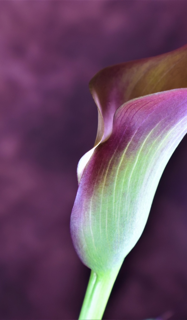 Цветок калла крупным планом