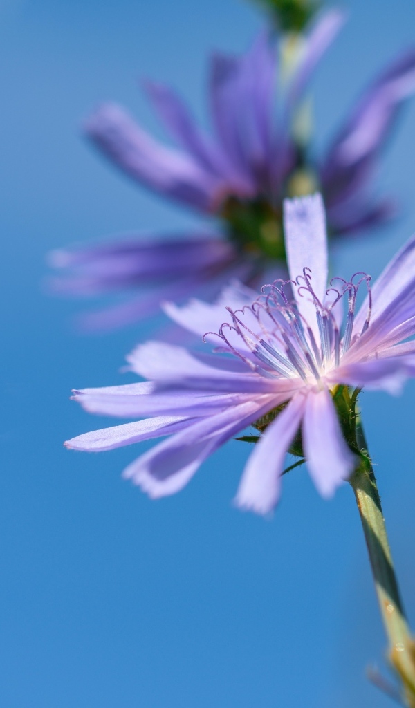 Цветы цикория на голубом фоне