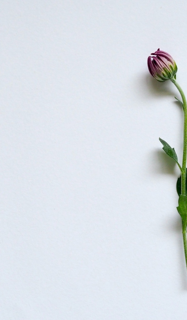 Цветок хризантемы на сером фоне