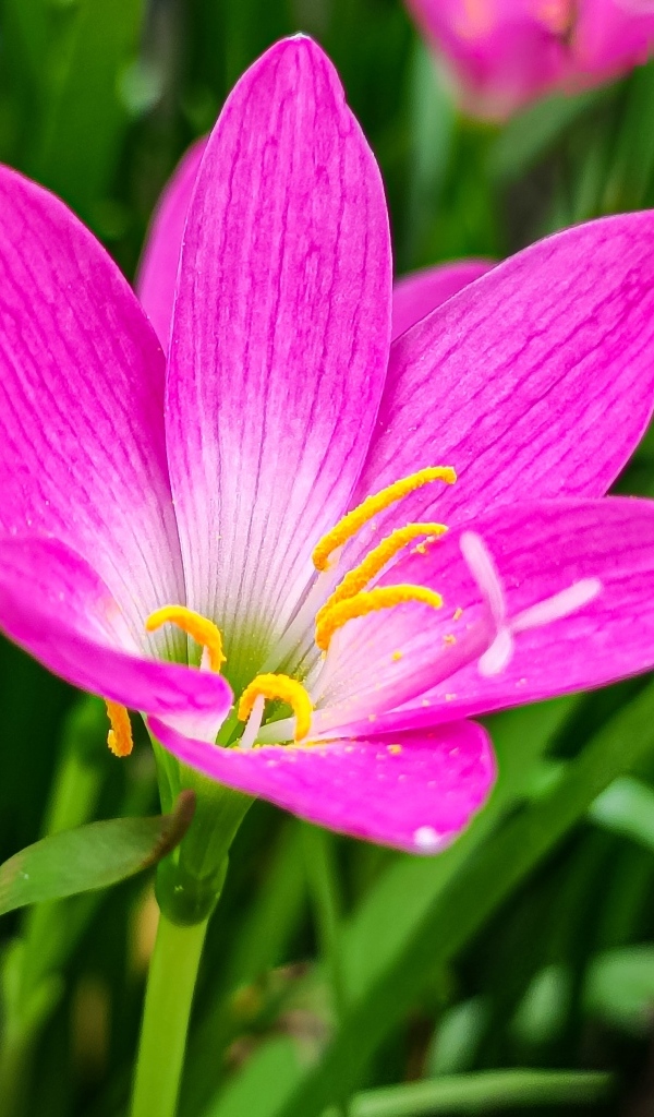 Розовые на клумбе крупным планом