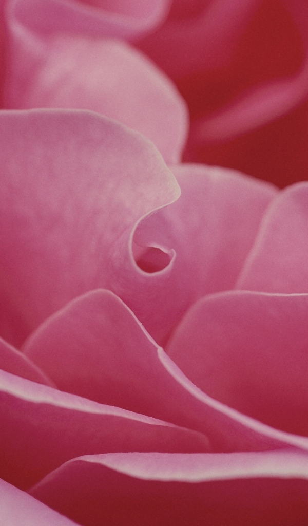 Лепестки розовой розы крупным планом
