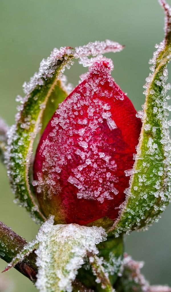 Покрытая холодным инеем роза зимой