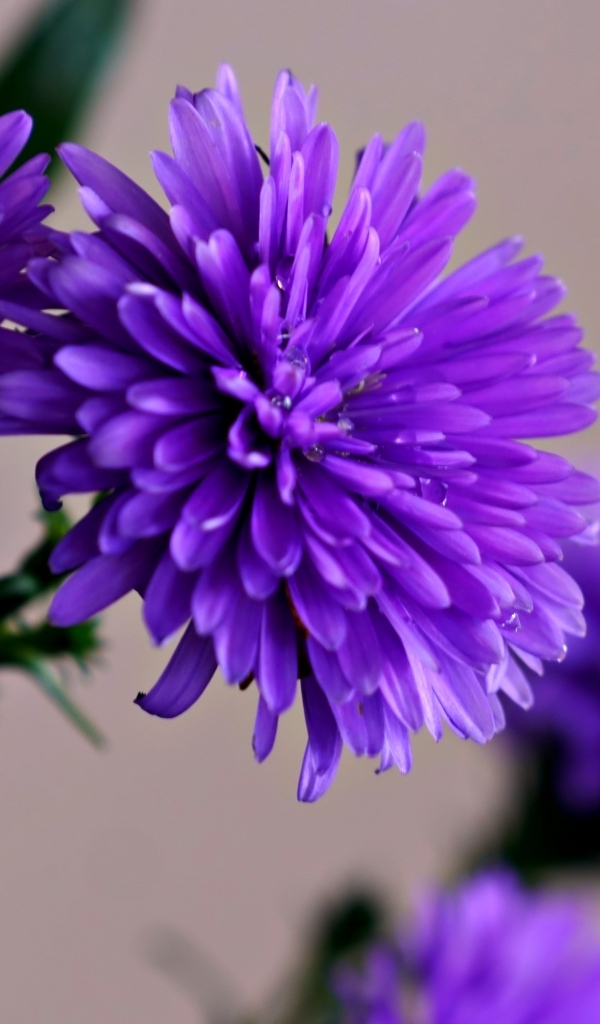 Цветы васильки крупным планом