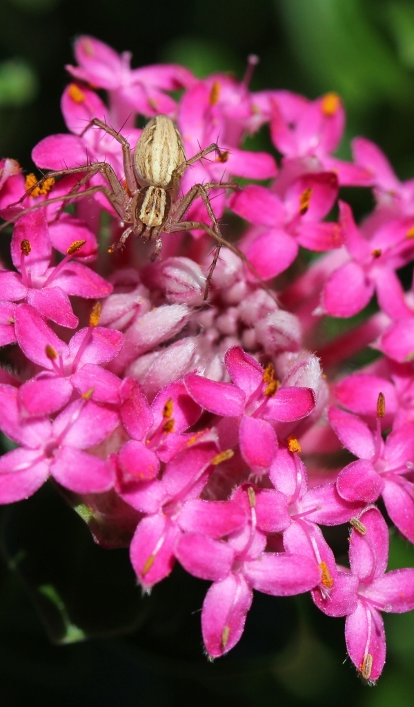 Крабовый паук сидит на розовом цветке