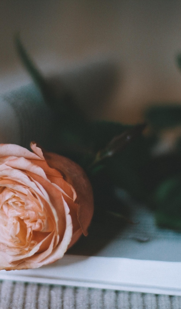 Кремовая роза лежит на книге