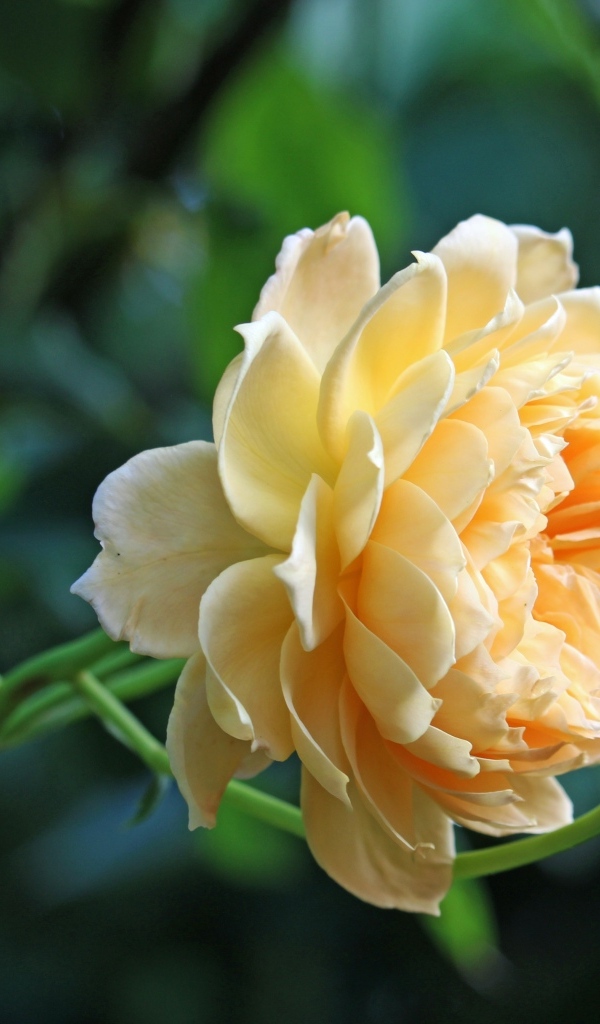 Кремовая роза с бутонами на зеленом фоне