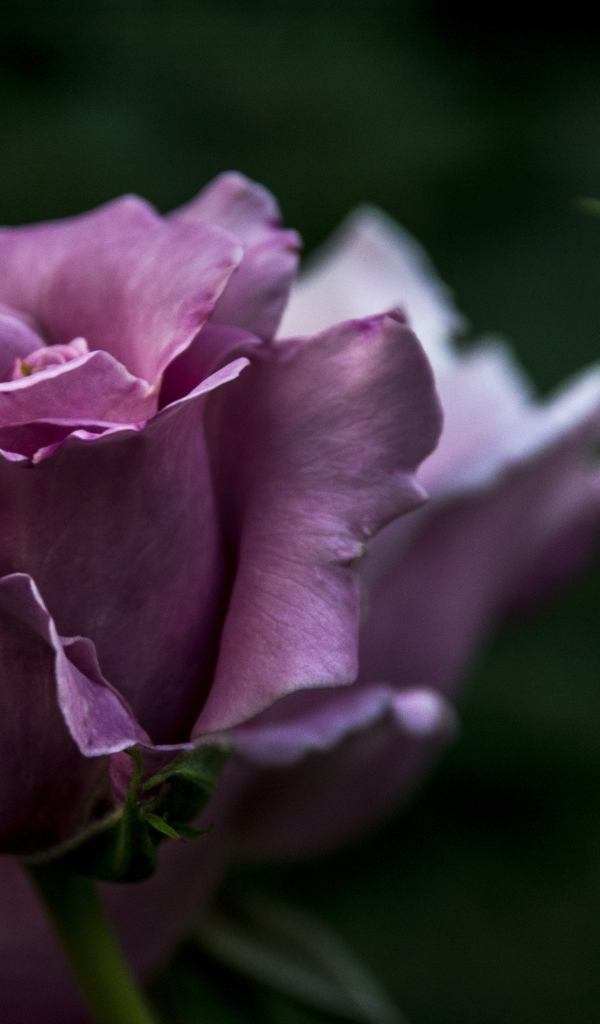 Кривые нежно розовые розы с бутонами