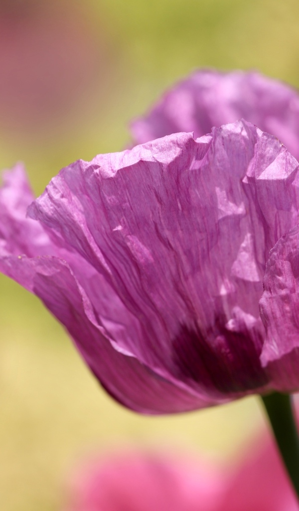 Милый сиреневый полевой мак