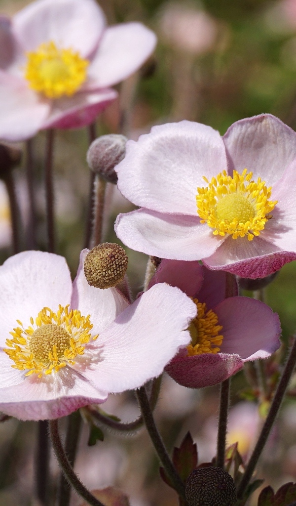 Милые розовые цветы анемоны