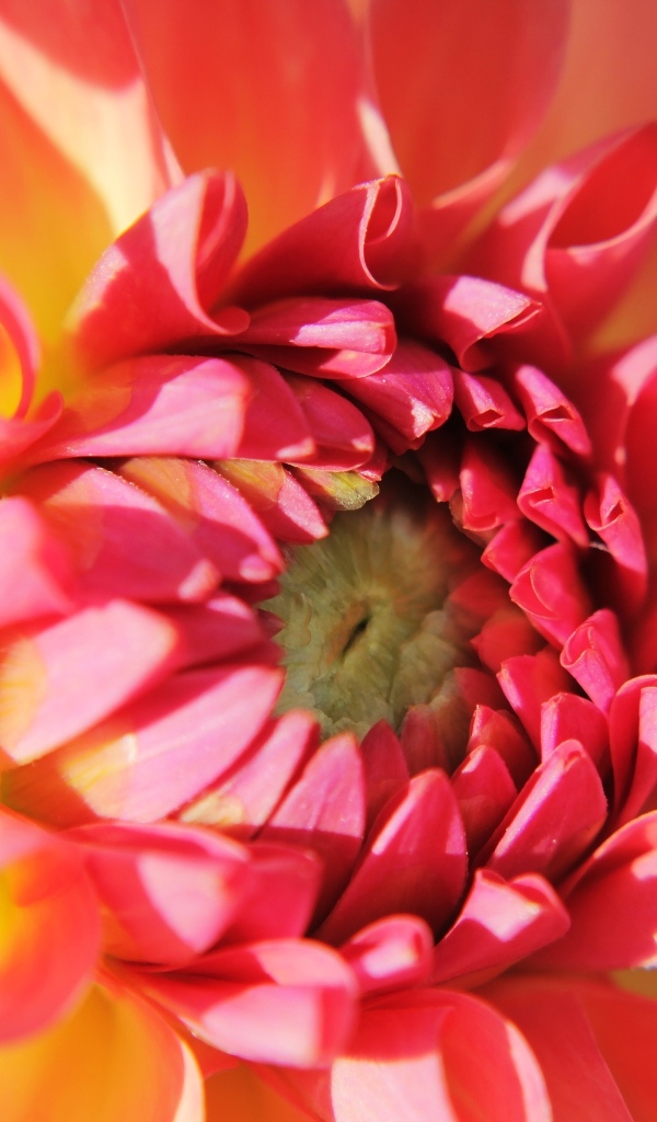 Цветок георгина крупным планом