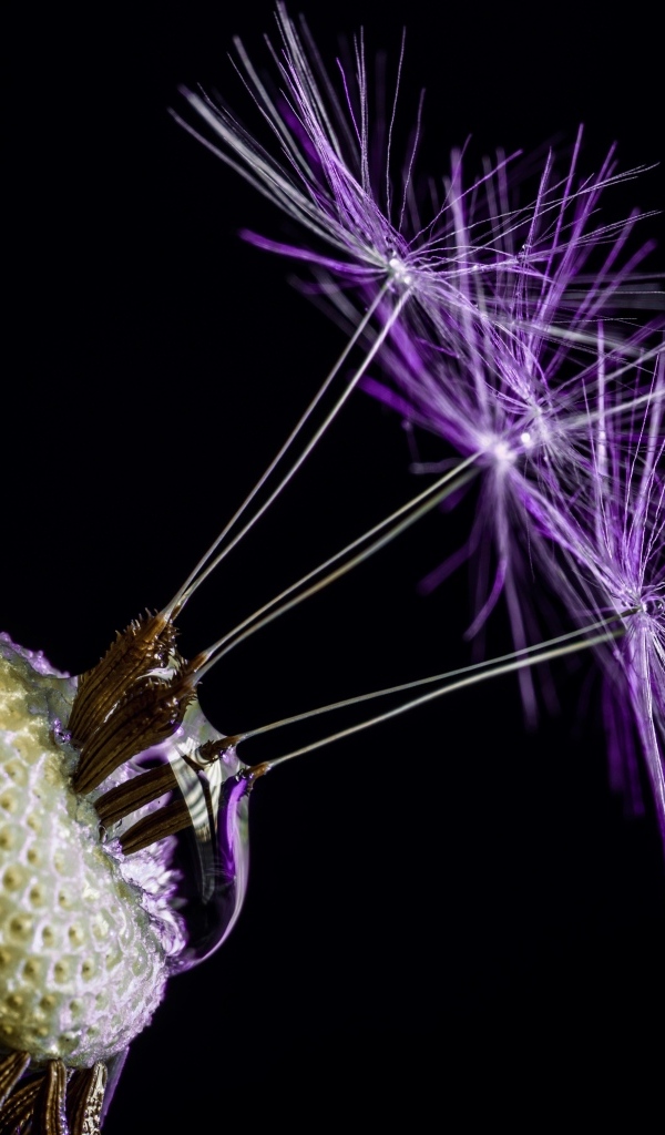 Цветок одуванчика на черном фоне крупным планом