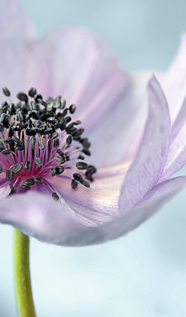 Нежный цветок анемон на сером фоне