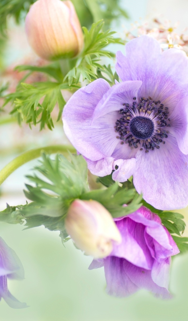 Нежные цветы анемоны с бутонами крупным планом