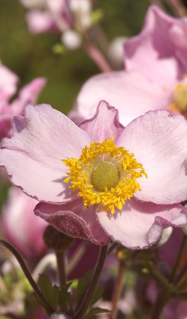 Нежные цветы анемона с бутонами крупным планом