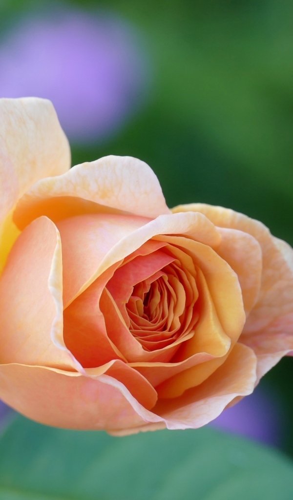 Нежная кремовая роза распускается в саду