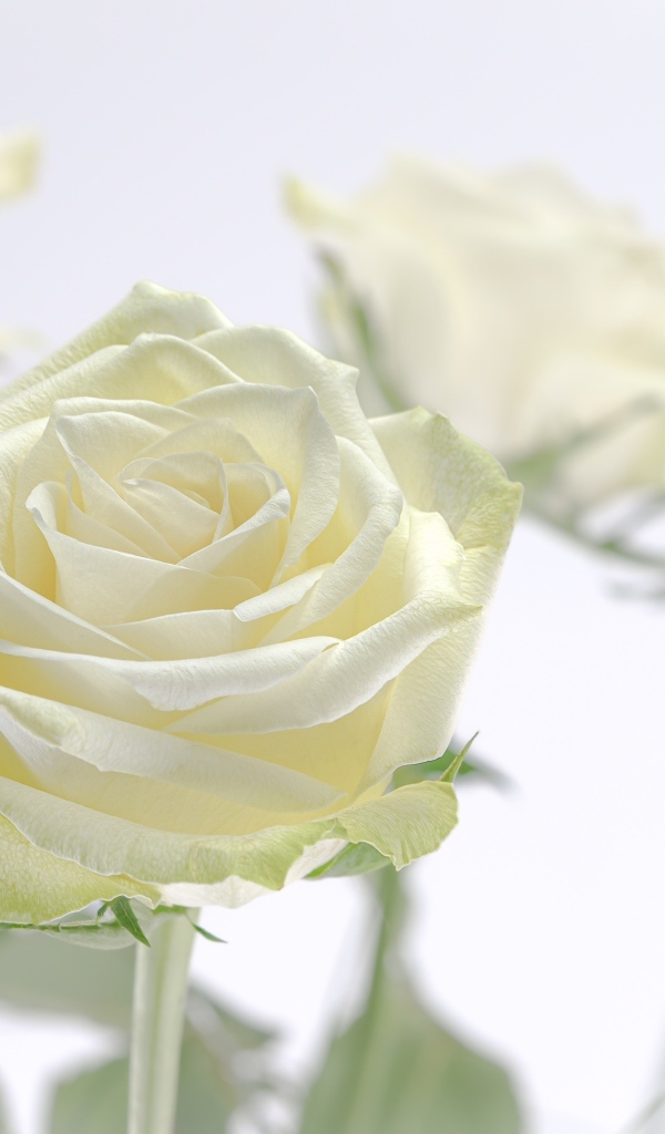 Нежный цветок ароматной белой розы крупным планом