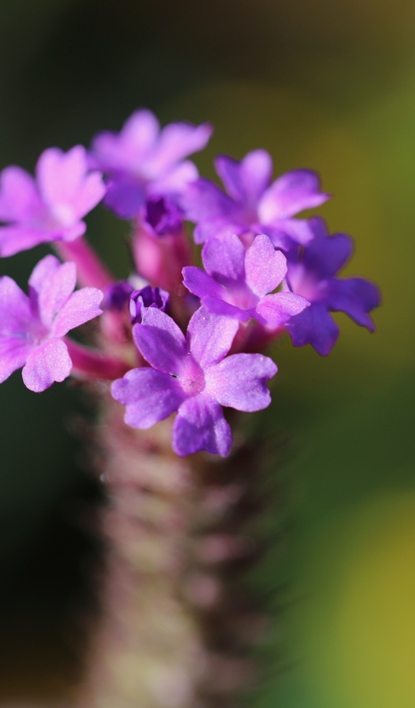 Нежный сиреневый цветок вербена жесткая
