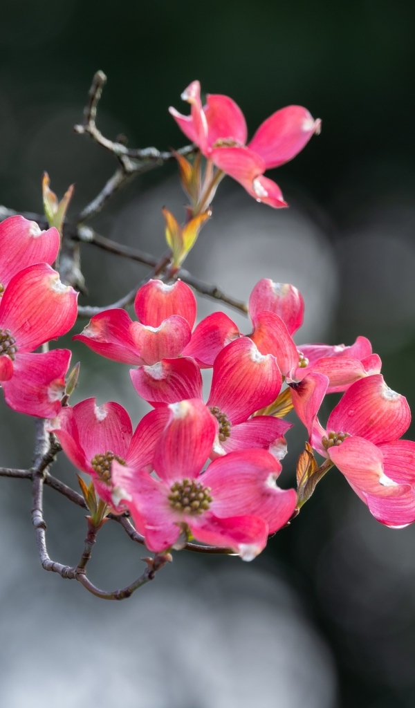 Нежные розовые цветы на ветке крупным планом