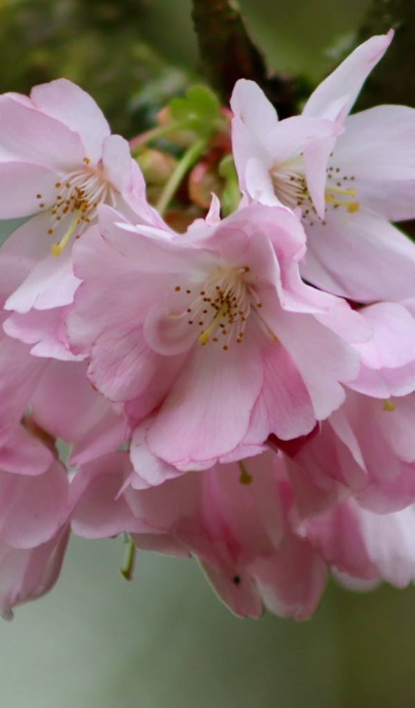 Нежные розовые цветы на ветке дерева вишни 