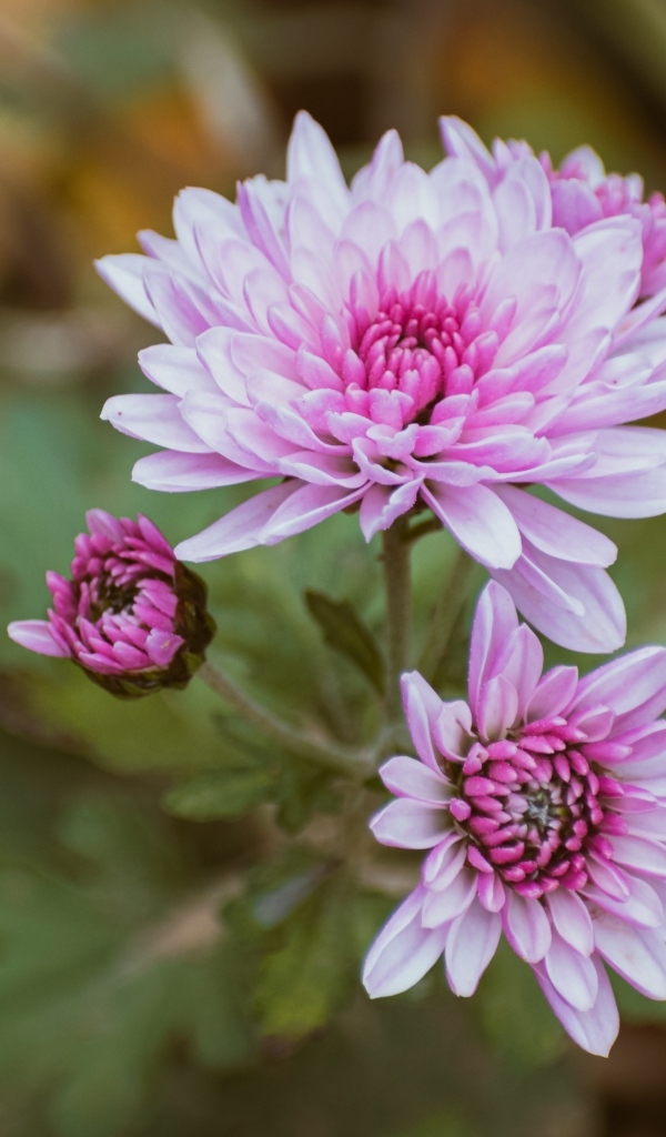 Нежная розовая садовая хризантема