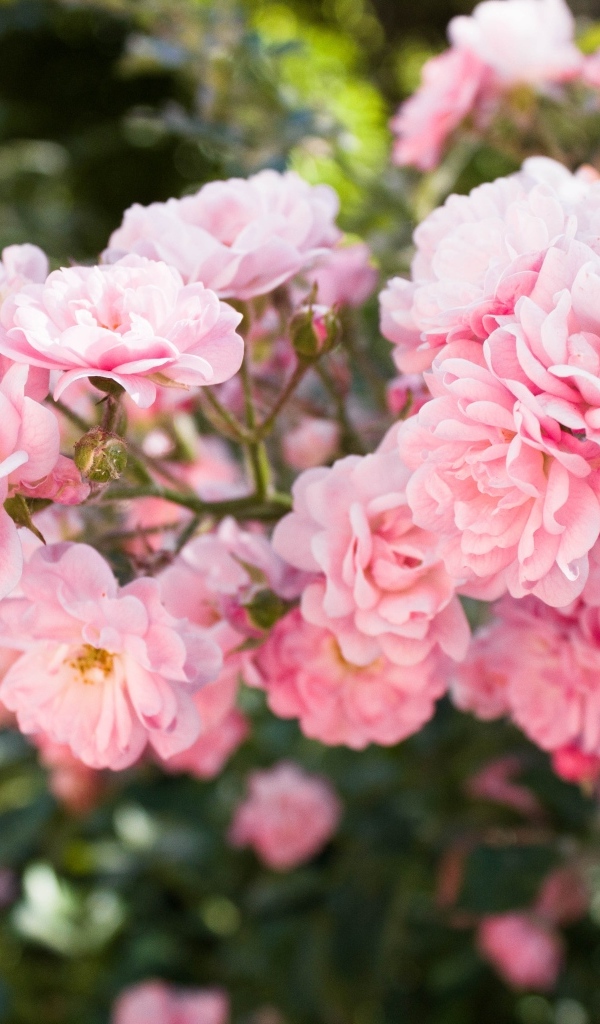 Нежные розовые садовые розы