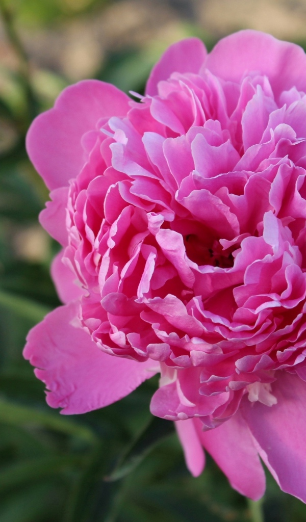 Нежный розовый пион на клумбе