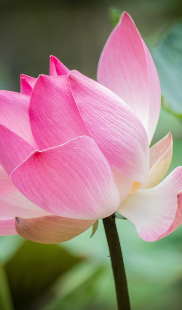 Нежные розовые лепестки красивого цветка лотоса