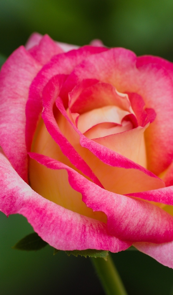 Нежная розовая роза крупным планом