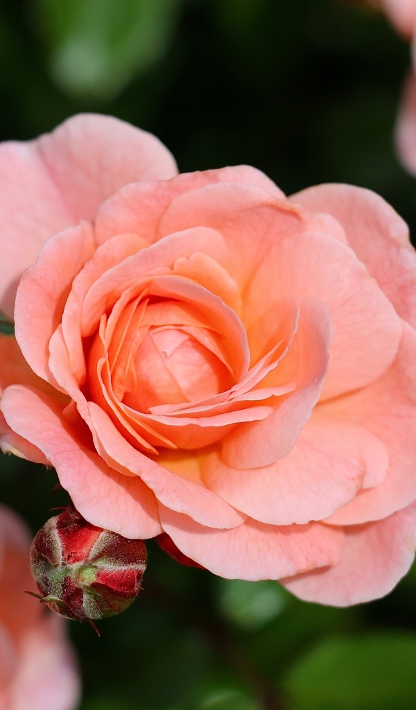 Нежная розовая роза с бутонами на клумбе